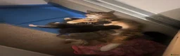 Persian cats for sale: Half Persian Half Long hair Kittens.  - Advert 11