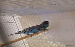 Budgerigars birds for sale: Blackface  - Advert 1