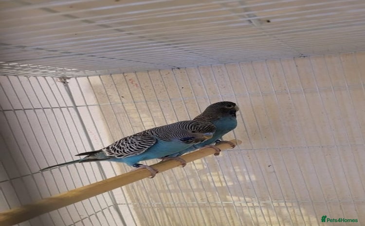 Budgerigars birds - Advert 32