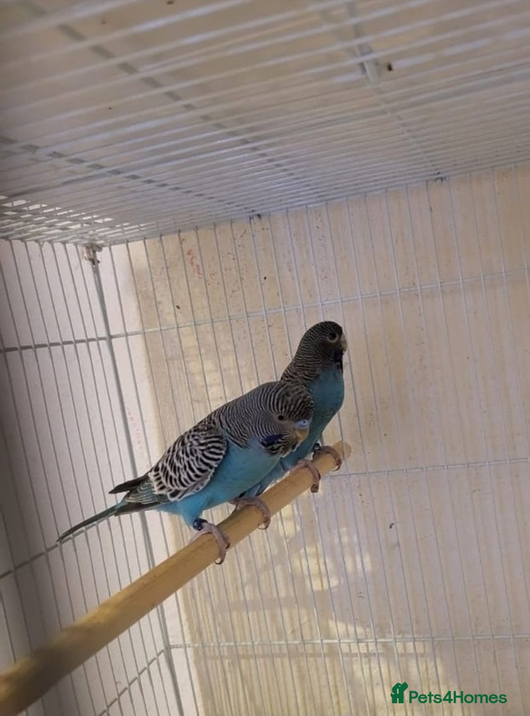 Budgerigars birds for sale: Blackface  - Advert 1