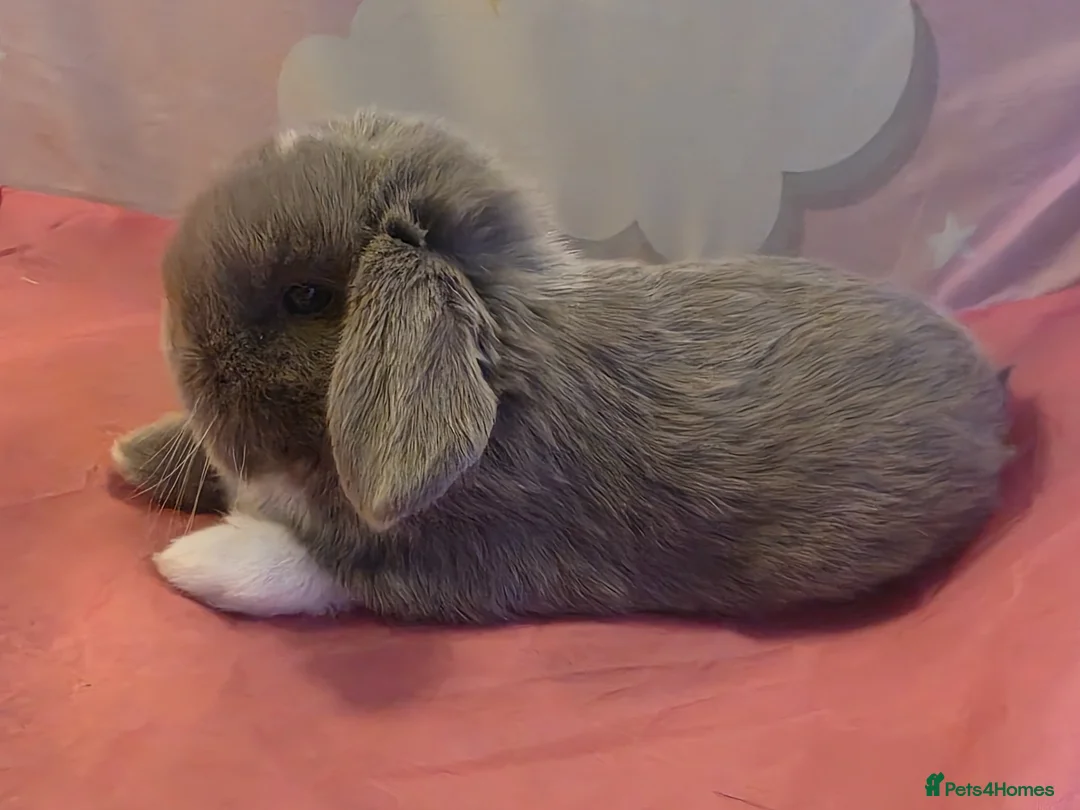Mini Lop rabbits for sale: Mini Lop Rabbits for sale  in Tamworth - Advert 2