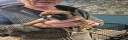 Boxer dogs for sale: A Beautiful litter of bobtail & longtail boxers - Advert 10