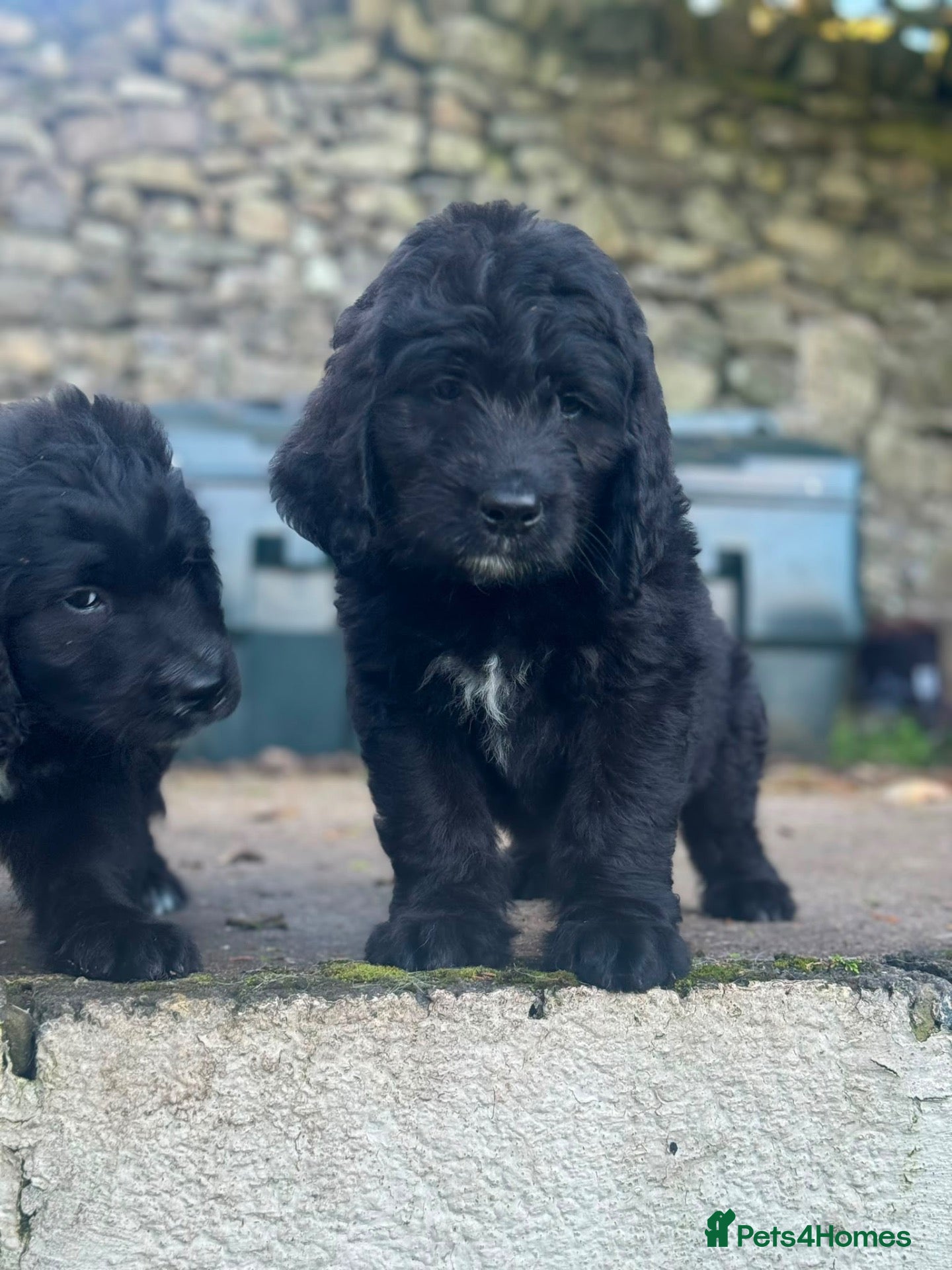 Saint Berdoodle dogs Saint berdoodle puppies  - Advert 8