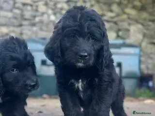 Saint Berdoodle dogs Saint berdoodle puppies - Advert 5