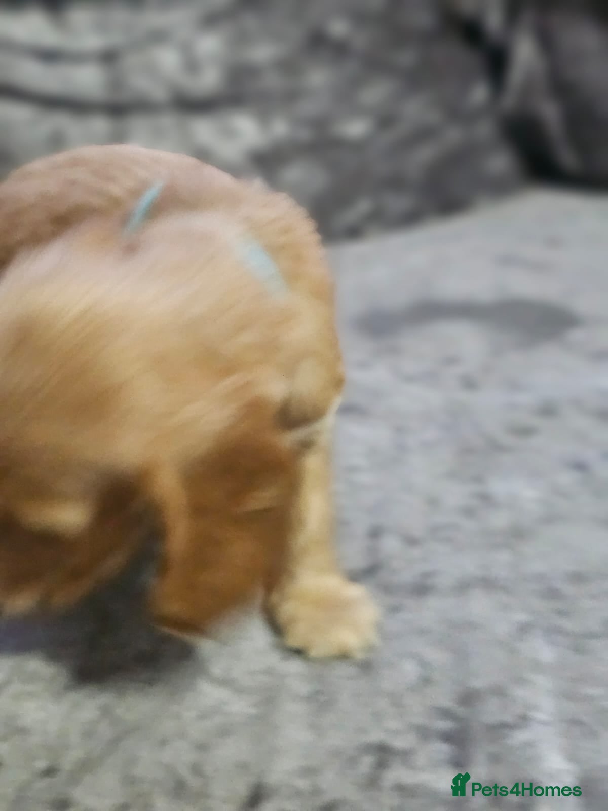 Cocker Spaniel dogs for sale: cocker spaniel puppies - Advert 16