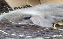 Mini Lop rabbits for sale: Baby Mini Lop Rabbits Ready for Loving Homes - Image 1