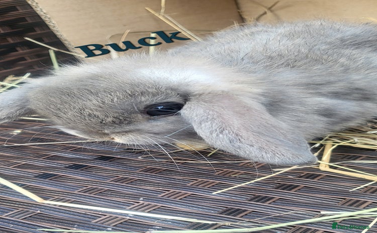 Mini Lop rabbits - Advert 3