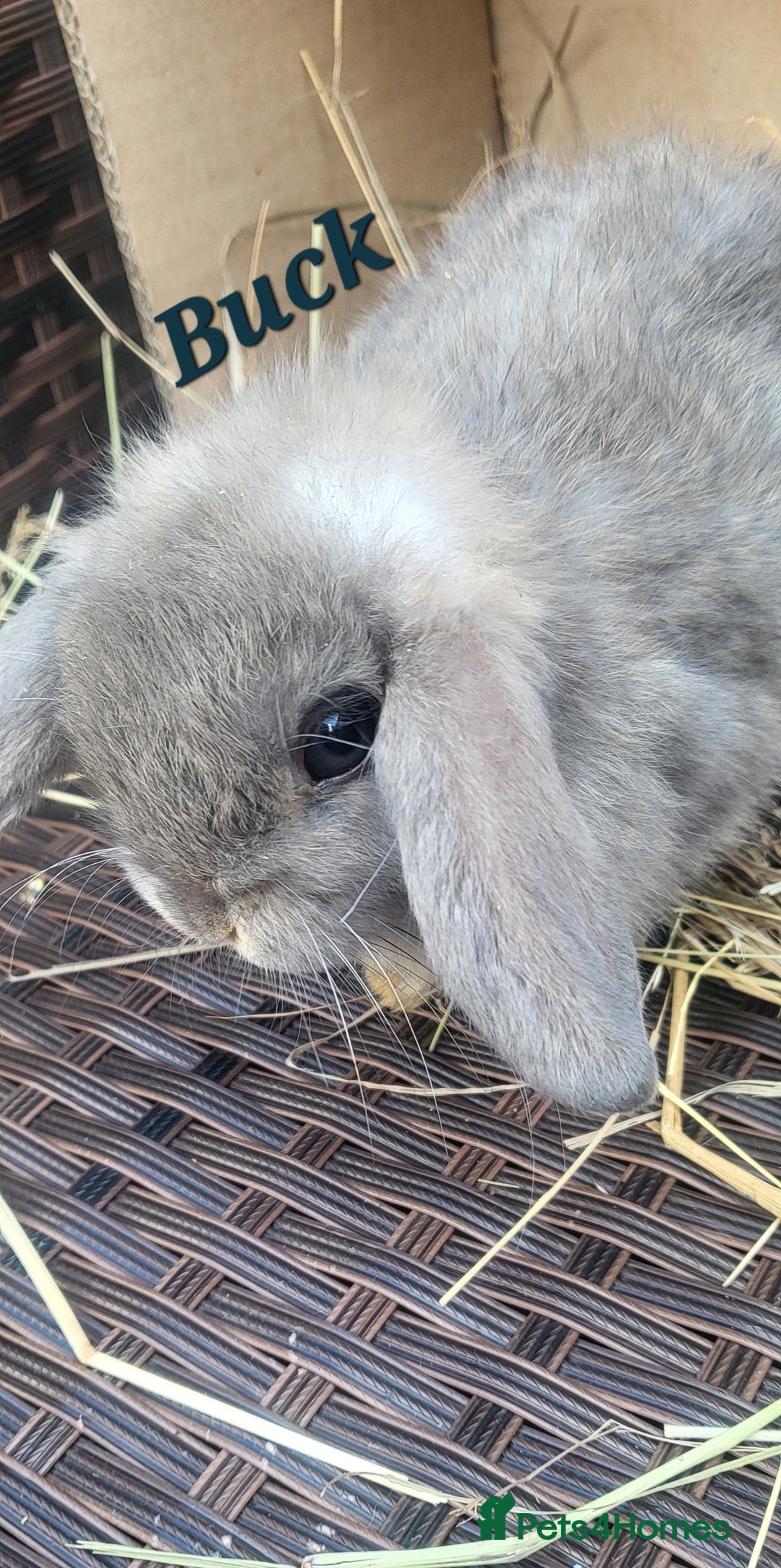 Mini Lop rabbits for sale: Baby Mini Lop Rabbits Ready for Loving Homes - Image 1