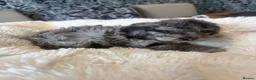 Cockapoo dogs for sale: Beautiful blue eyed cockapoo puppies in Maidstone - Advert 16