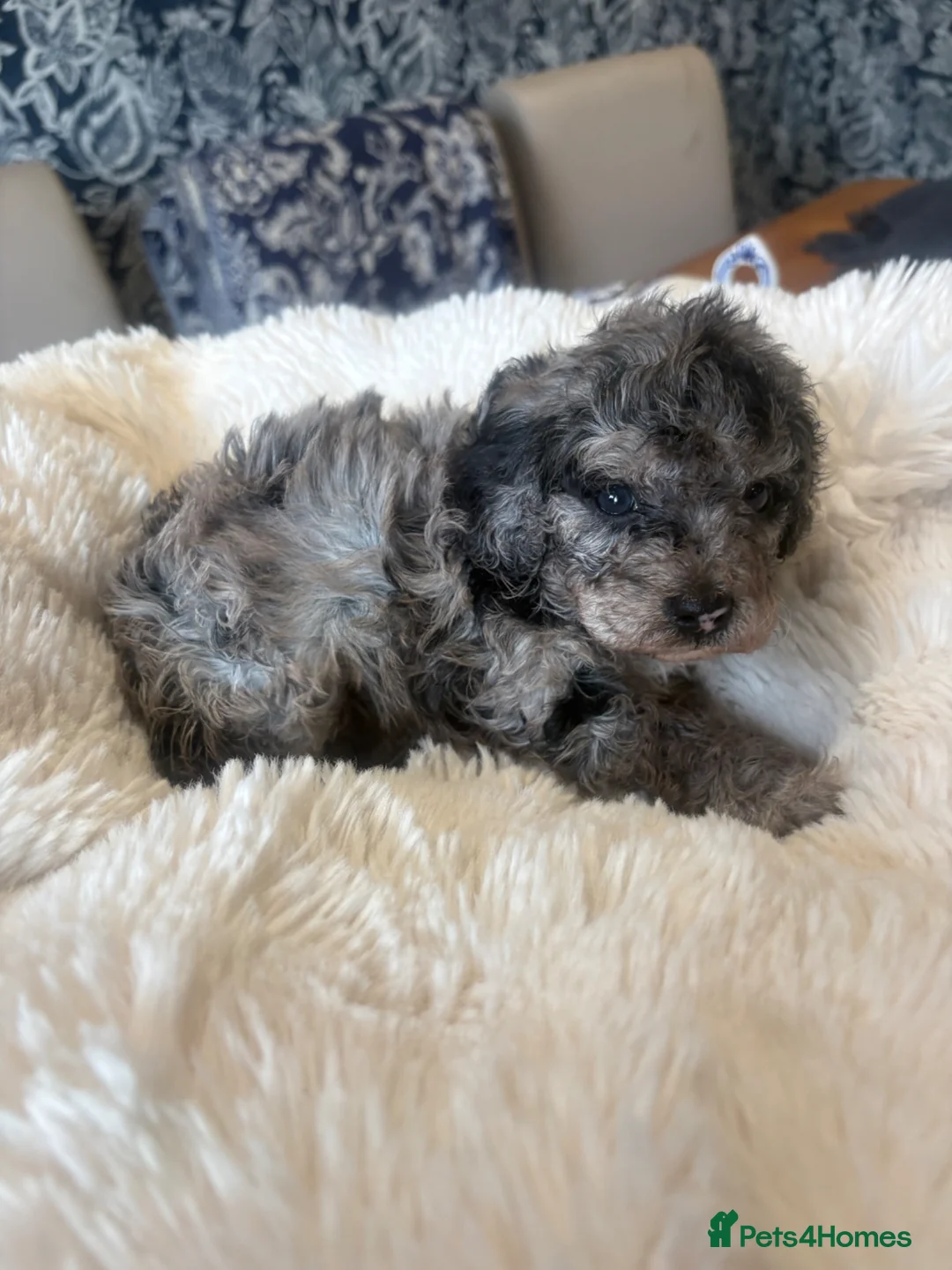 Cockapoo dogs for sale: Beautiful blue eyed cockapoo puppies in Maidstone - Advert 16