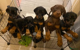 Dobermann dogs for sale: 9 KC Reg pedigree Doberman puppies - Image 9