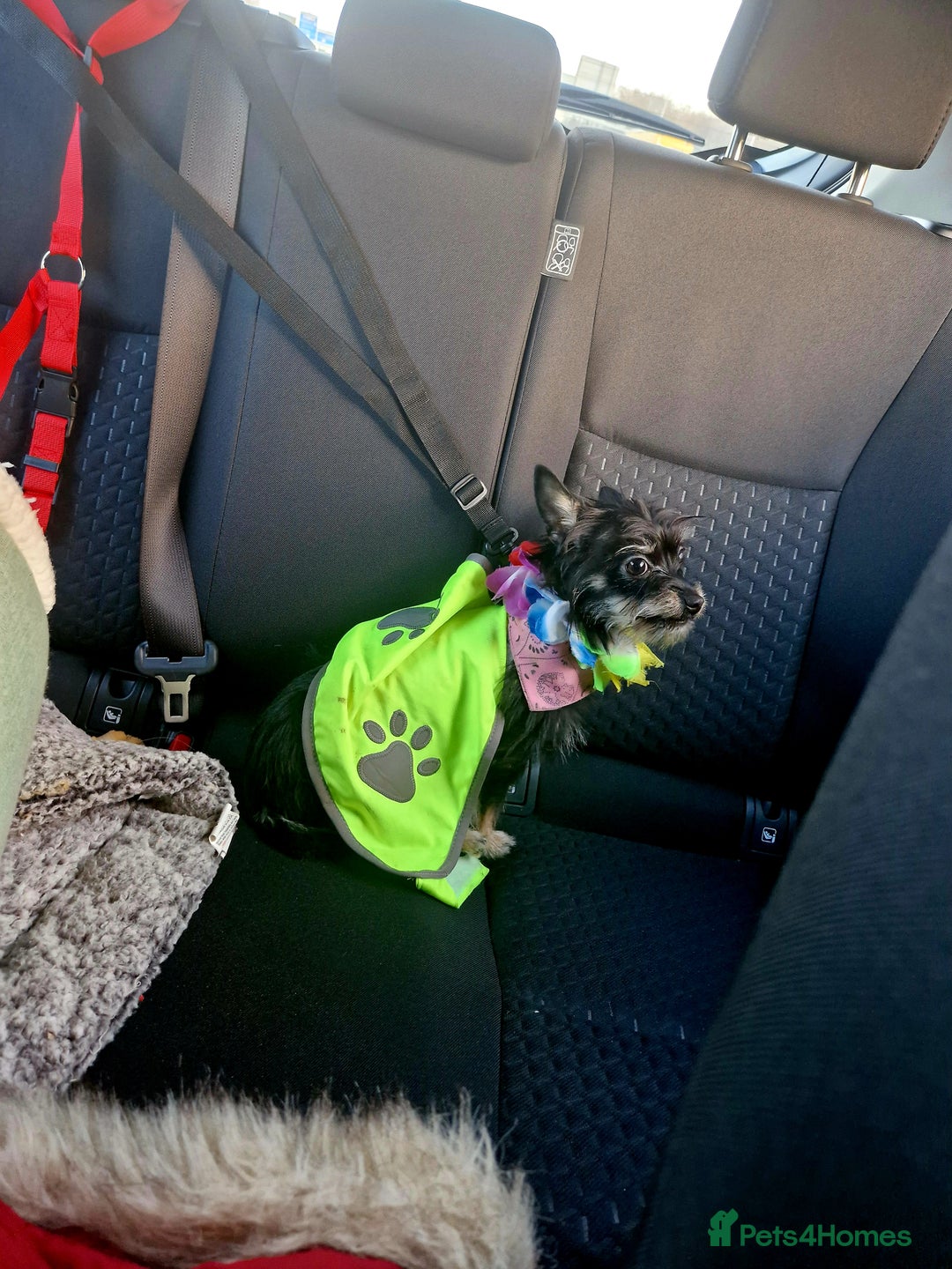 Chorkie dogs for sale: Chorkie called Angel - Advert 11