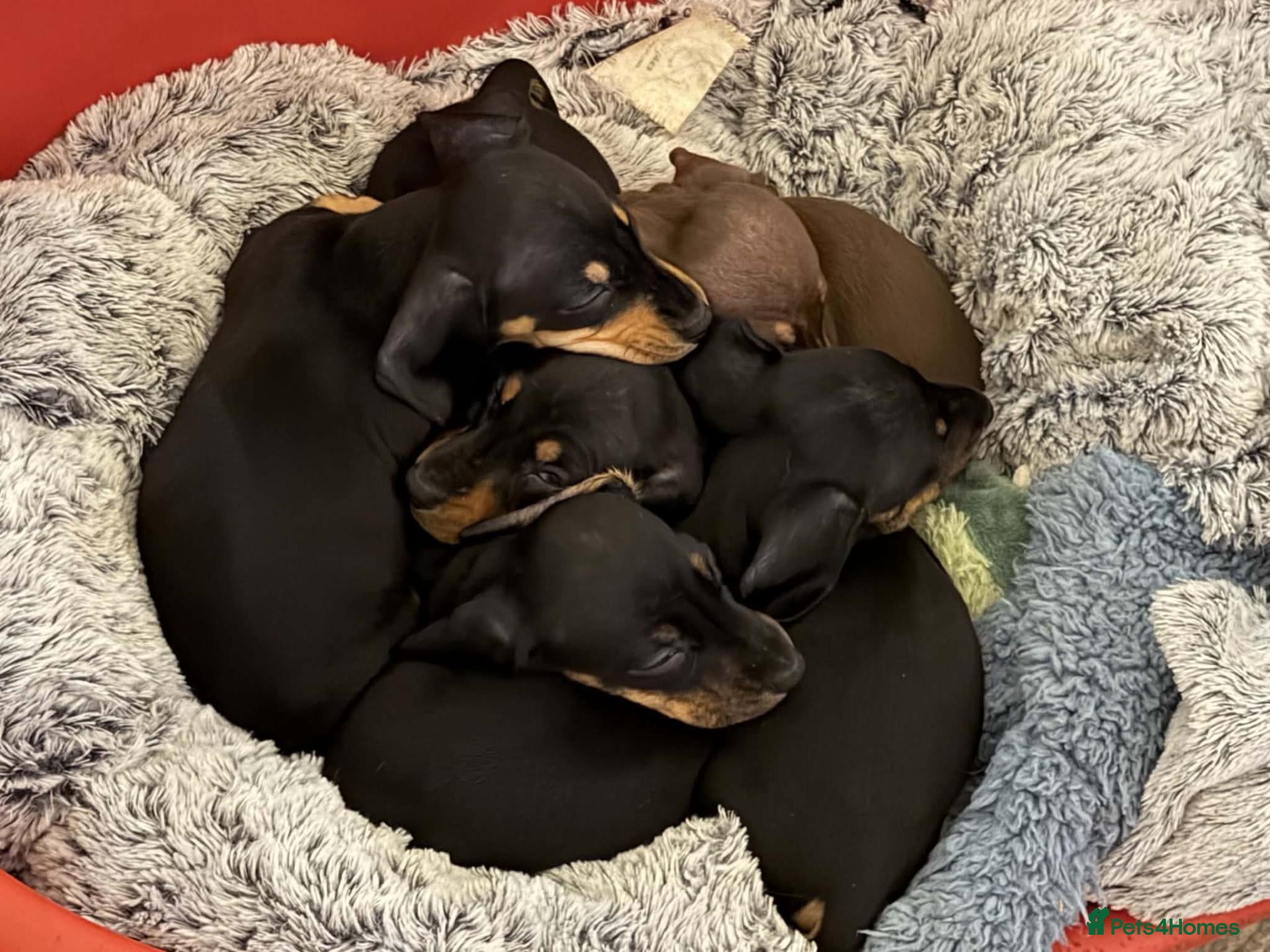 Miniature Dachshund dogs Dachshund Miniature Smooth Haired puppies - Advert 1