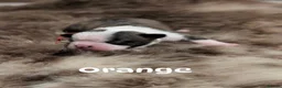 Boston Terrier dogs for sale: Beautiful Boston terrier puppies for sale  - Advert 7