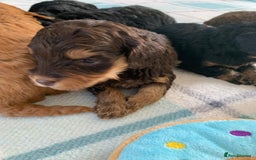 Cockapoo dogs for sale: F1 & F1b puppies. Health tested.  - Image 9