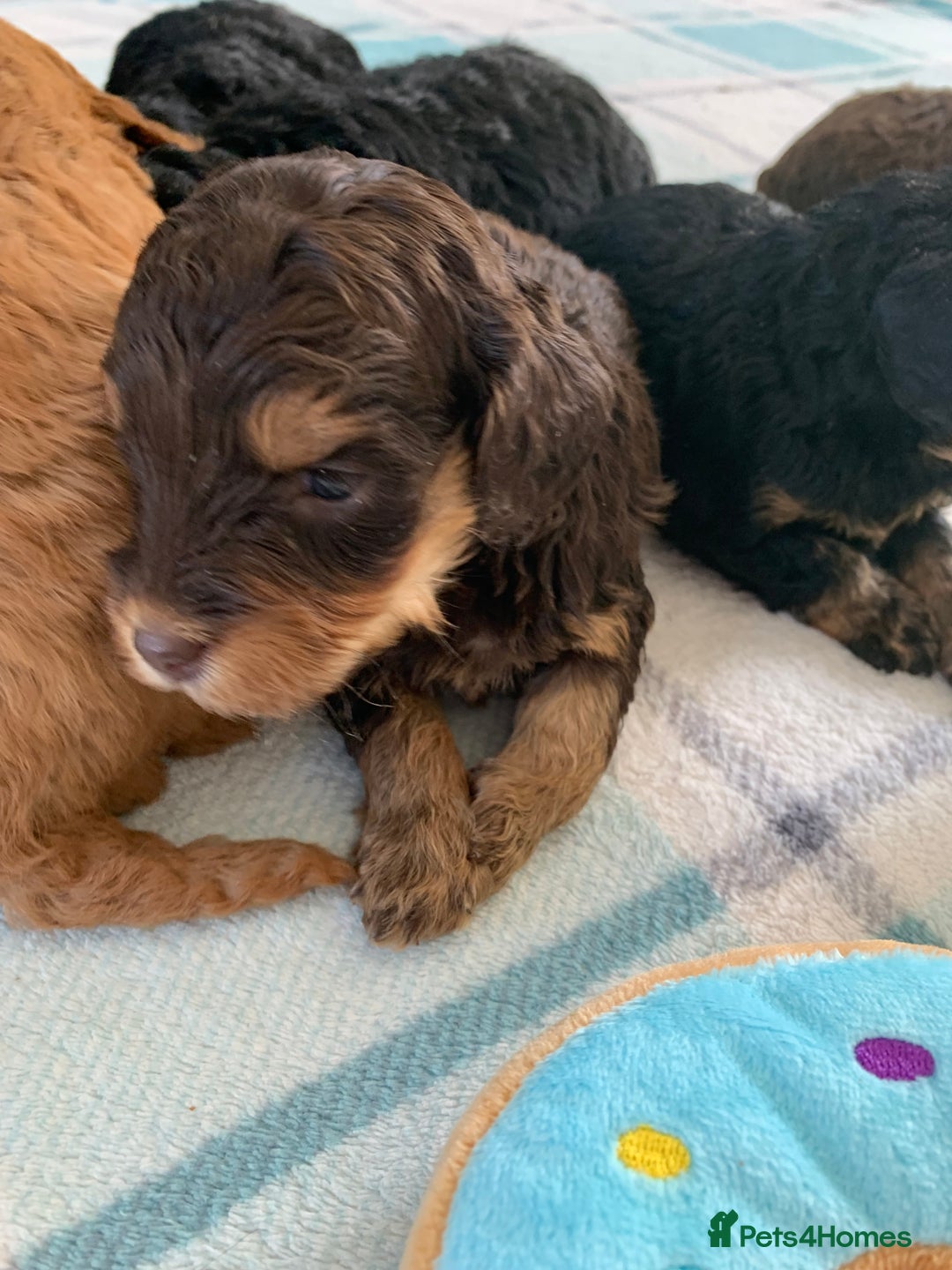 Cockapoo dogs for sale: F1 & F1b puppies. Health tested.  - Image 9