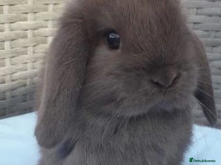 Mini Lop rabbits BEAUTIFUL MINI LOP BUNNIES - PEDIGREE - Advert 2