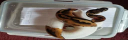 Python Snake reptiles for sale: Cb royal pythons  - Advert 9