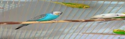 Parrots birds for sale: Find Your Perfect Parrot–Loving Companions Ready in Halifax - Advert 4