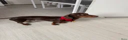 Dachshund dogs for stud: STUD ONLY (not for sale or rehome) - Advert 9