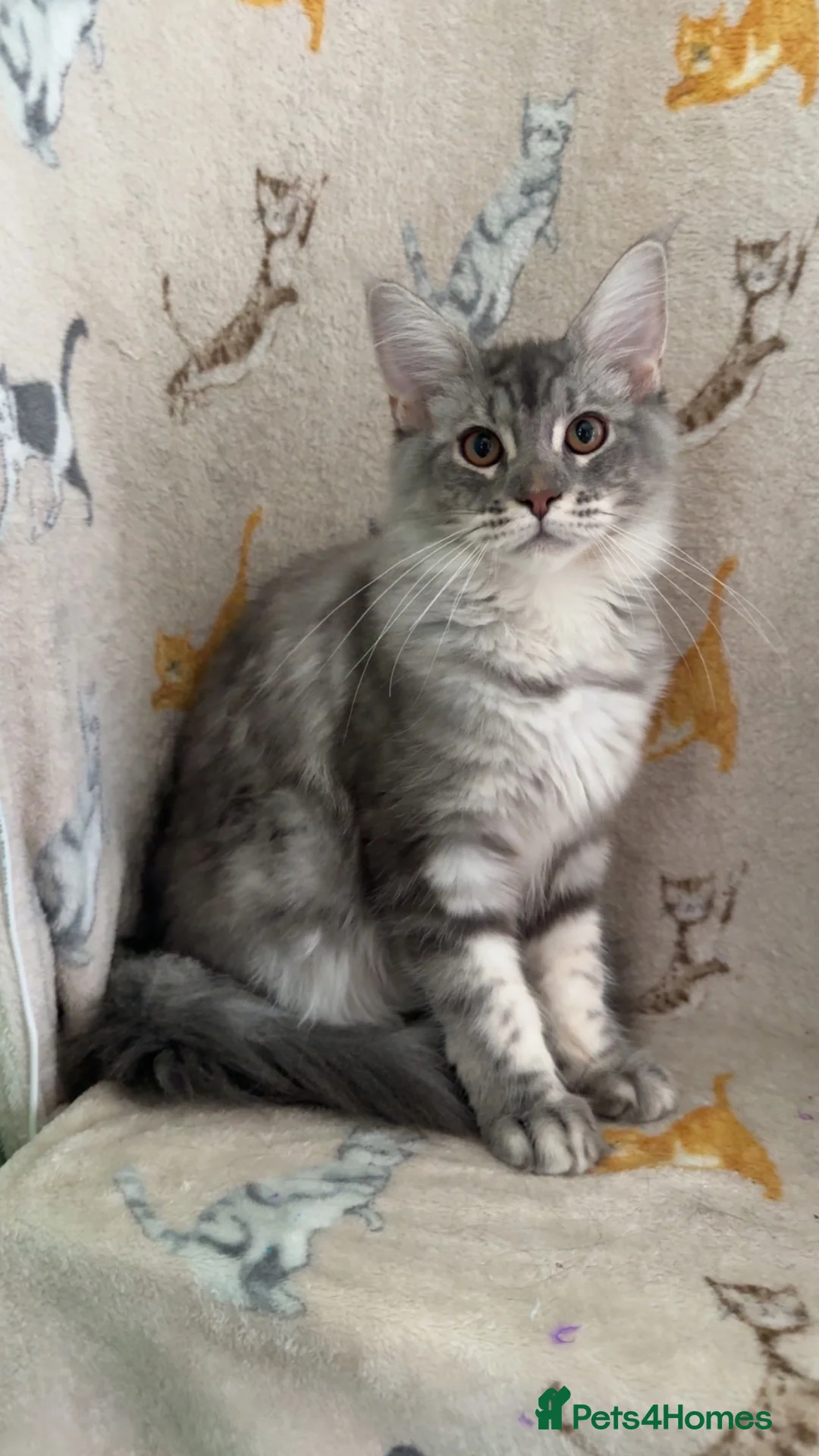 Maine Coon cats for sale: Female Blue Silver Classic Mainecoon - Advert 1