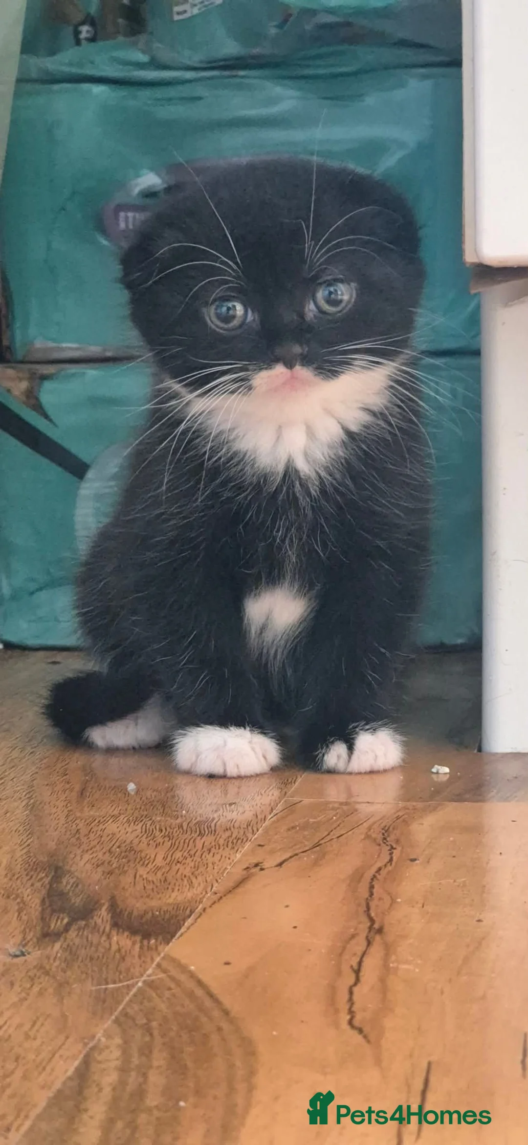 Mixed Breed cats for sale: Scottish gold kittens in Heathfield - Advert 2