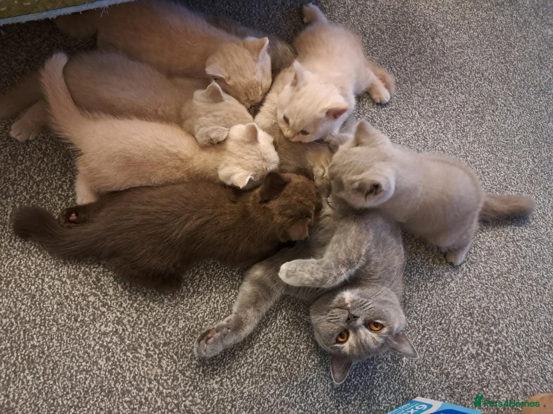 British Shorthair cats for sale: Top Quality purebreed BSH kittens - Advert 2
