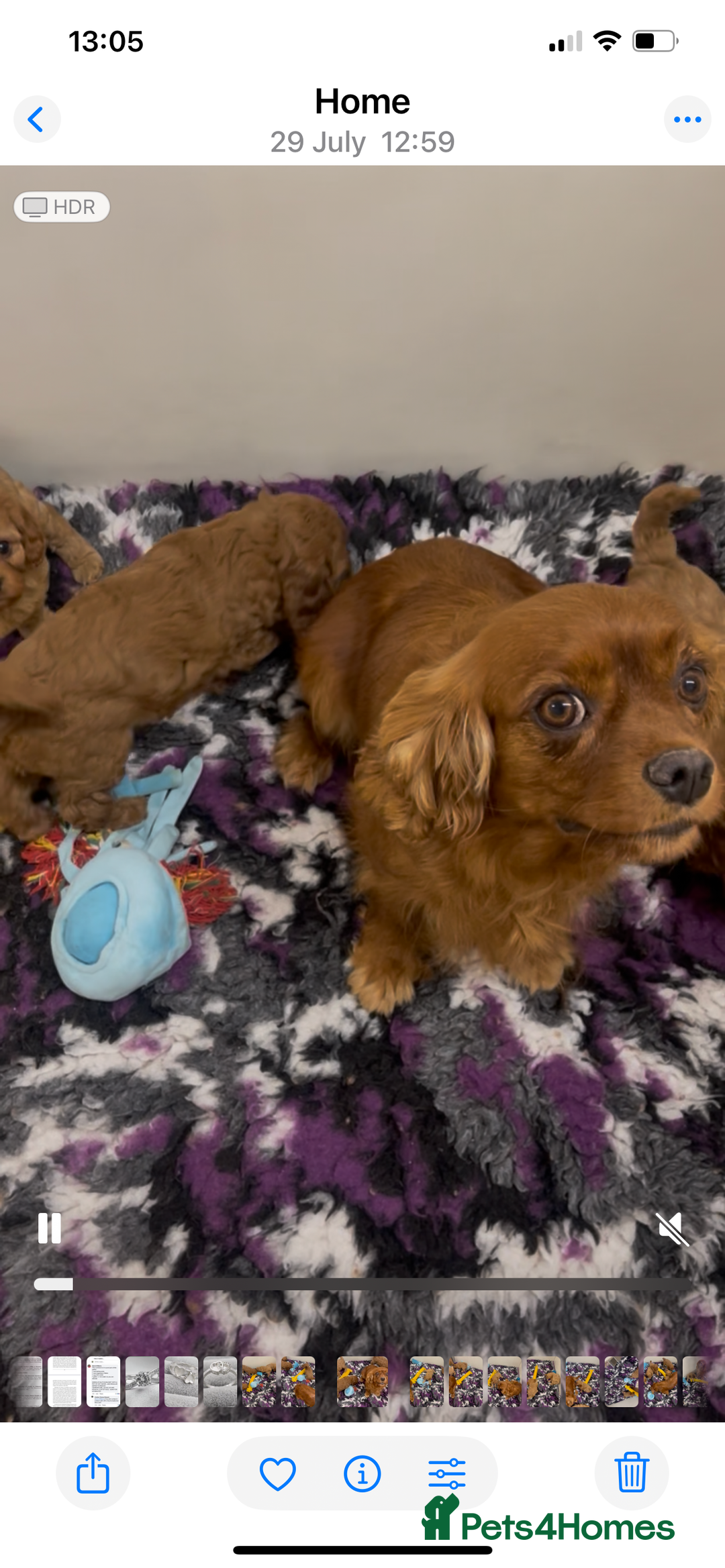 Cavapoo dogs for sale: Extensively Health Tested Cavapoo Puppies - Image 7