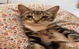 Domestic Shorthair cats for sale: Kittens  - Image 4