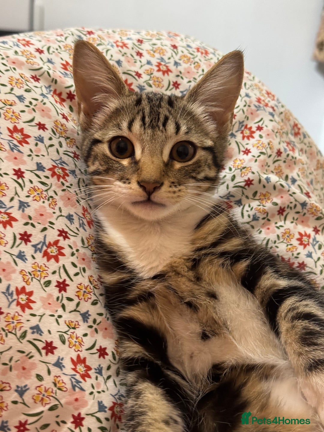 Domestic Shorthair cats for sale: Kittens  - Image 4