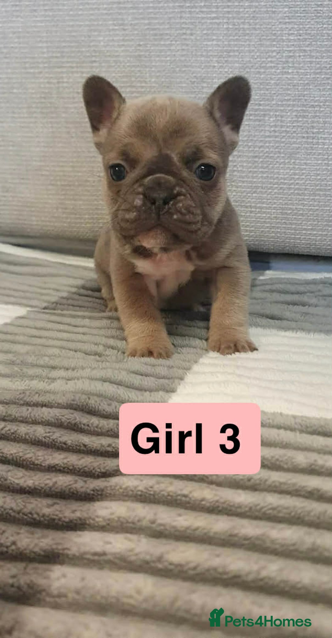 French Bulldog dogs for sale: 🐾 Adorable French Bulldog Puppies for Sale! 🐾  - Advert 2
