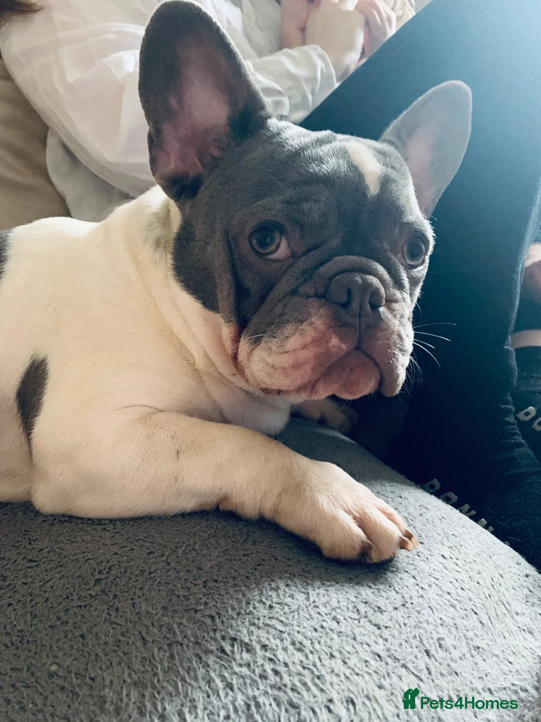 French Bulldog dogs for sale: KC registered blue and white frenchie - Advert 5