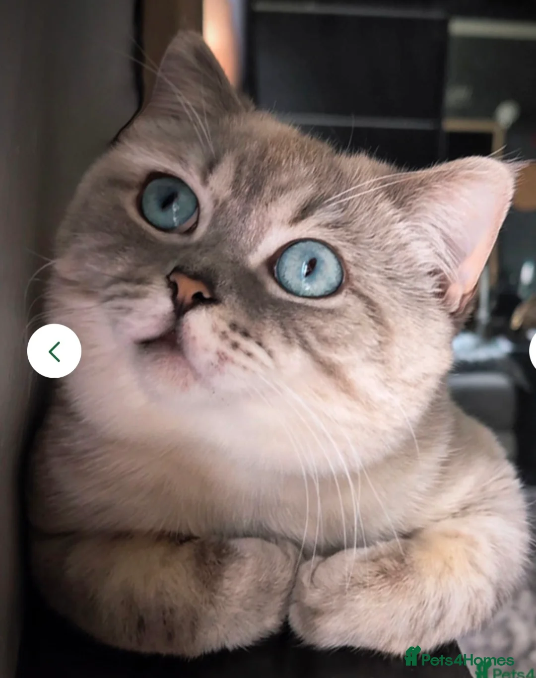 British Shorthair cats for sale: Stunning pedigree British short/longhair/ kittens  - Advert 8