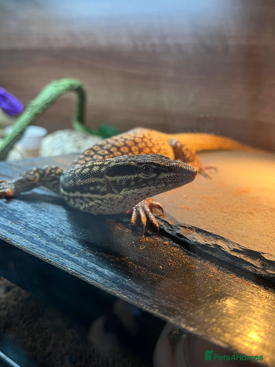 Monitor reptiles for sale: Male ackie monitor called jax 2years old - Advert 4