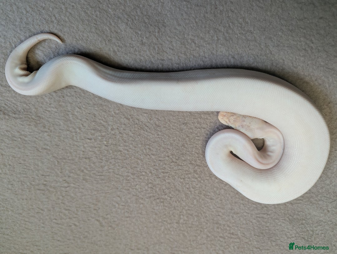 Python Snake reptiles for sale: 2025 Royal Python Hatchlings  - Advert 14