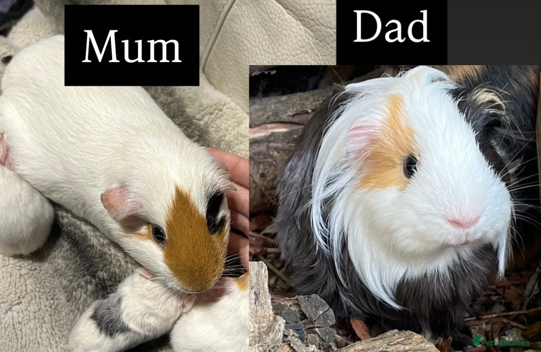 Guinea Pig rodents for sale: Female baby Guinea Pig - 6 weeks old - Advert 3