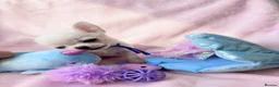 Chihuahua dogs for sale: Beautiful chihuahuas from champion lineage  - Advert 7