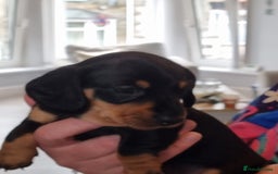 Miniature Dachshund dogs for sale: Minature dashshunds 2 boys 2 girls left - Image 24