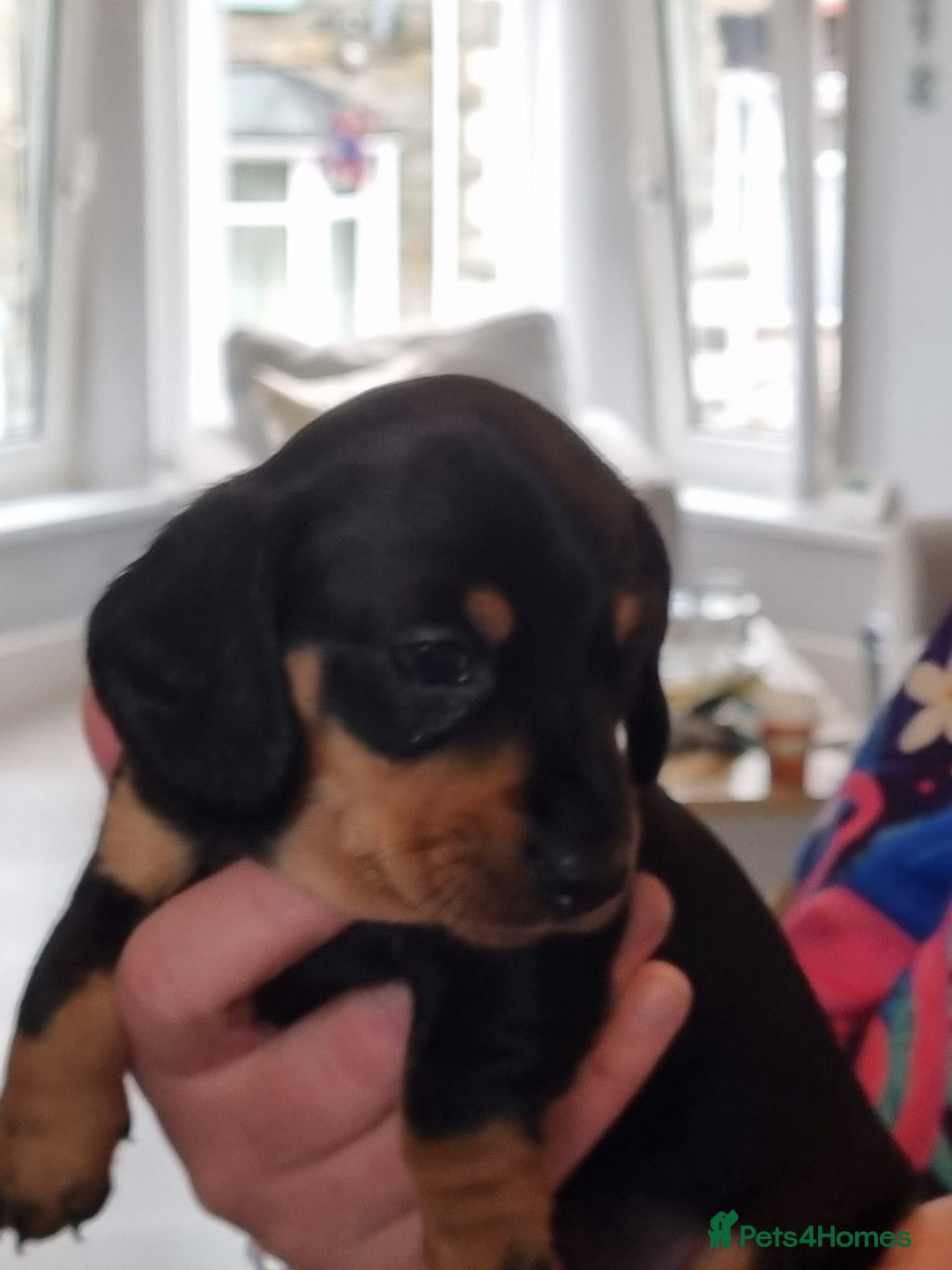 Miniature Dachshund dogs for sale: Minature dashshunds 2 boys 2 girls left - Image 24