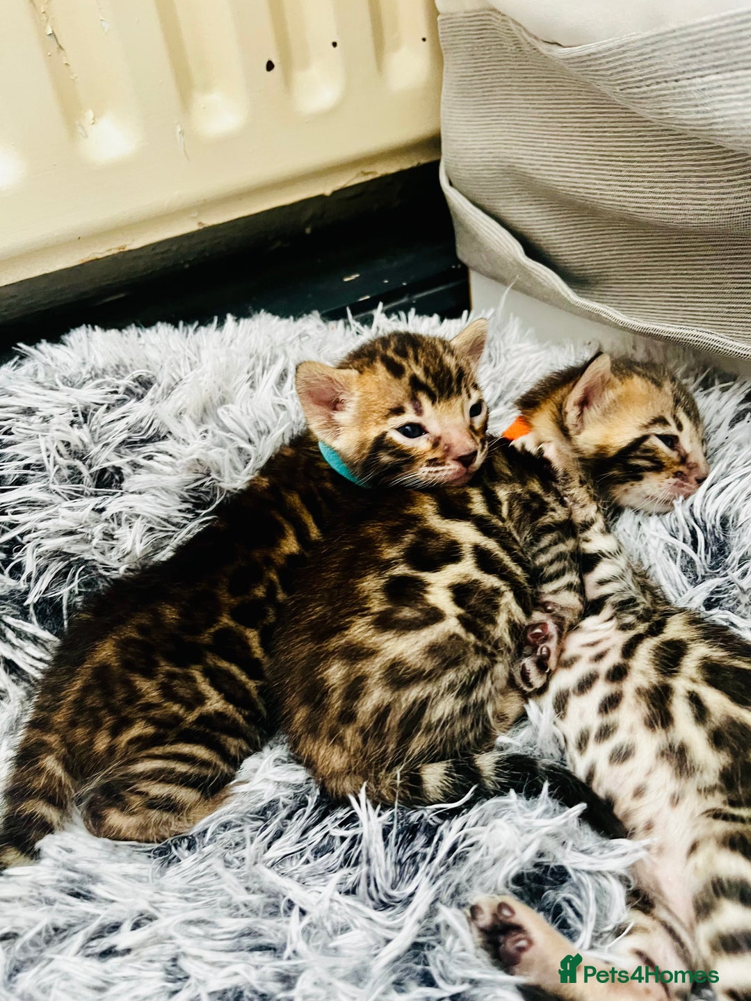 Bengal cats for sale: Beautiful bengal kittens for sale, 2boys available - Advert 8