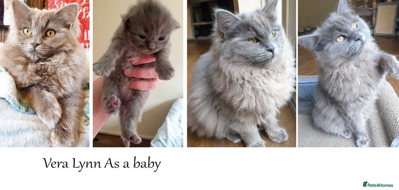Ragdoll cats Beautiful Girl Available - Advert 2