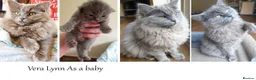 Ragdoll cats for sale: Beautiful Girl Available - Advert 2