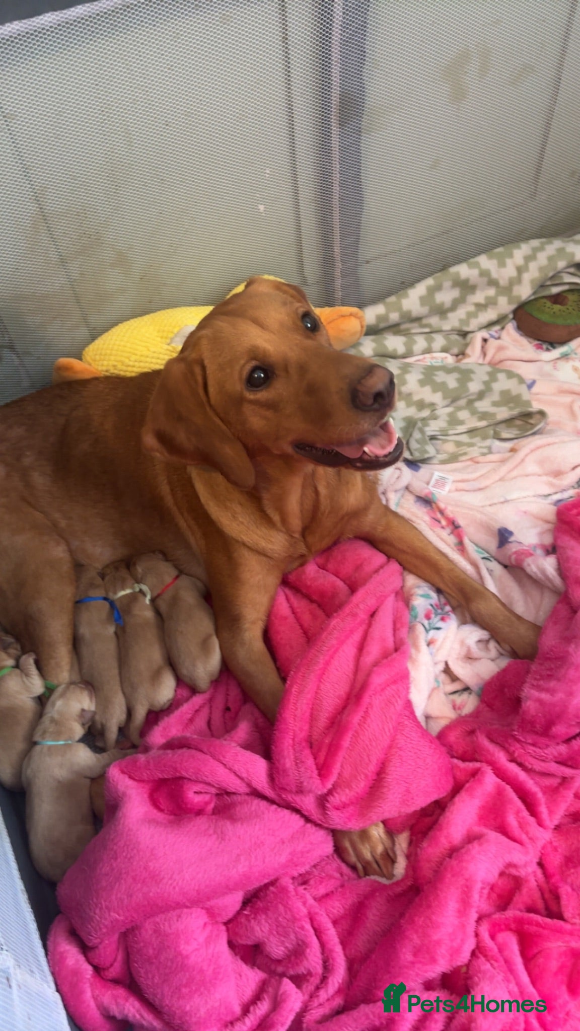 Labrador Retriever dogs Beautiful KC Labrador Puppies - Advert 3