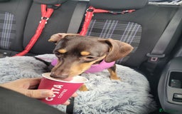 Mixed Breed dogs for sale: Three Dachshund crosses for sale - Image 3