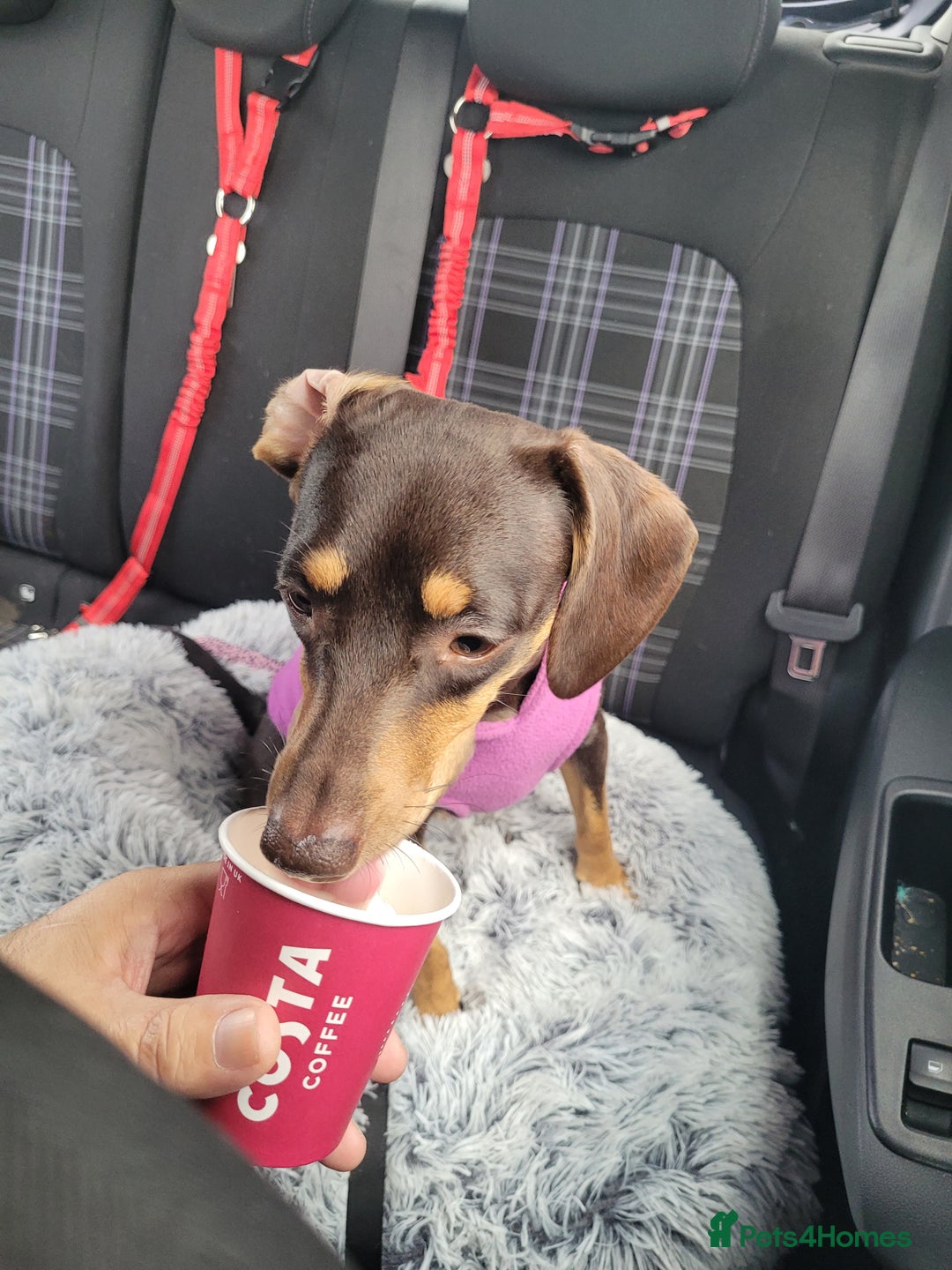 Mixed Breed dogs for sale: Three Dachshund crosses for sale - Image 3