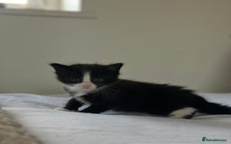 Maine Coon cats for sale: Adorable Maine Coon Kittens – Ready 1st July - Image 6