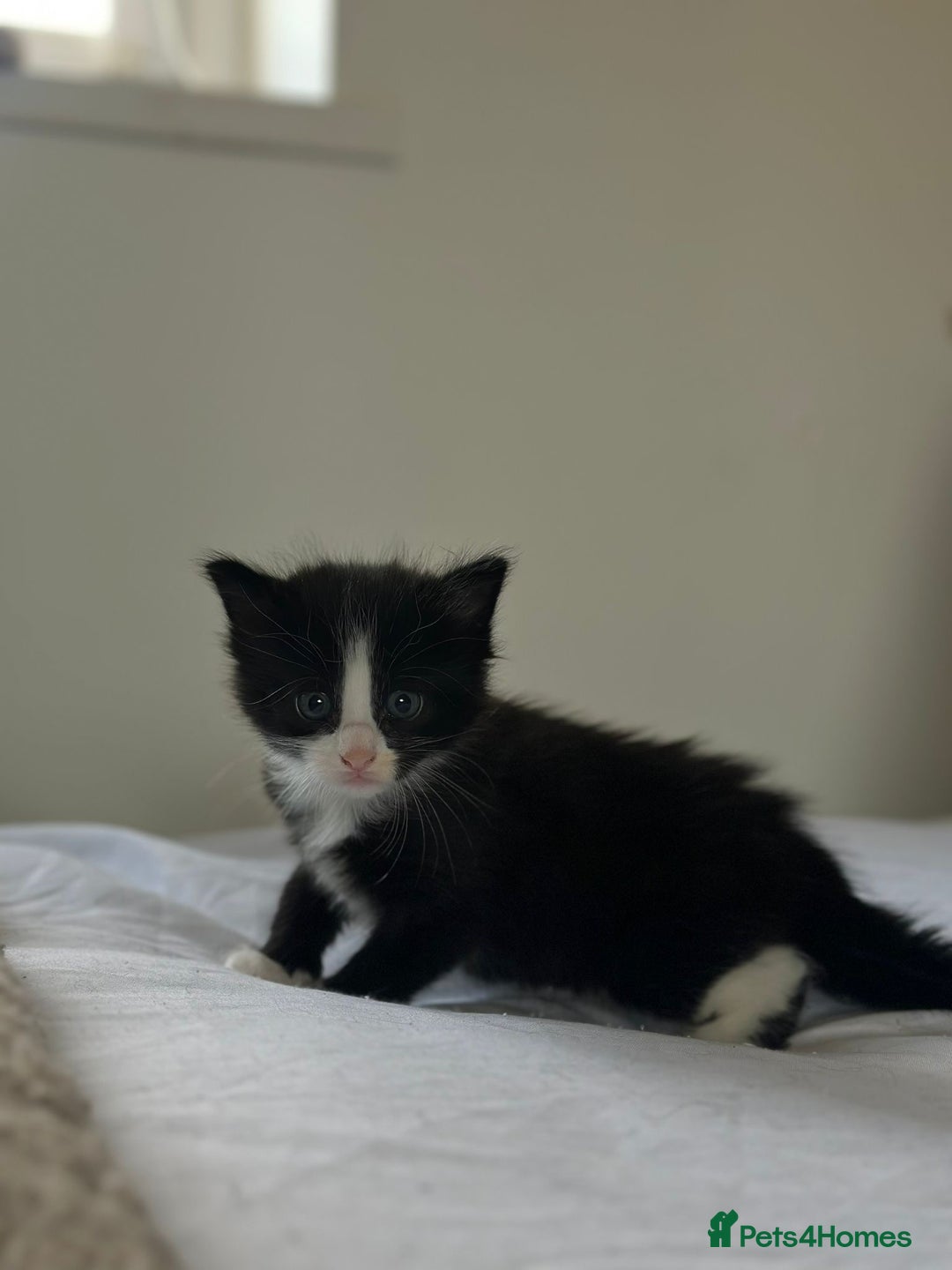 Maine Coon cats for sale: Adorable Maine Coon Kittens – Ready 1st July - Image 6