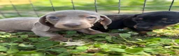Dachshund dogs for sale: Mini Daushound ready now  - Advert 7