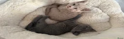 British Shorthair cats for sale: 💙Male kittens ready now💙 - Advert 8