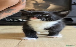 Mixed Breed cats for sale: Gorgeous mix breed kittens for sale!  - Image 5